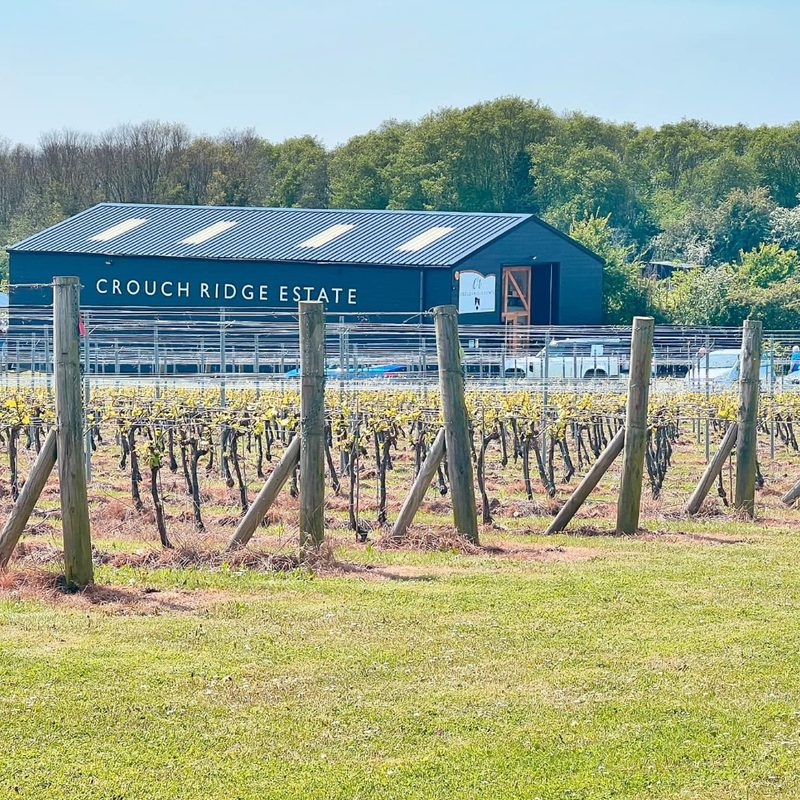 Crouch Ridge Vineyard