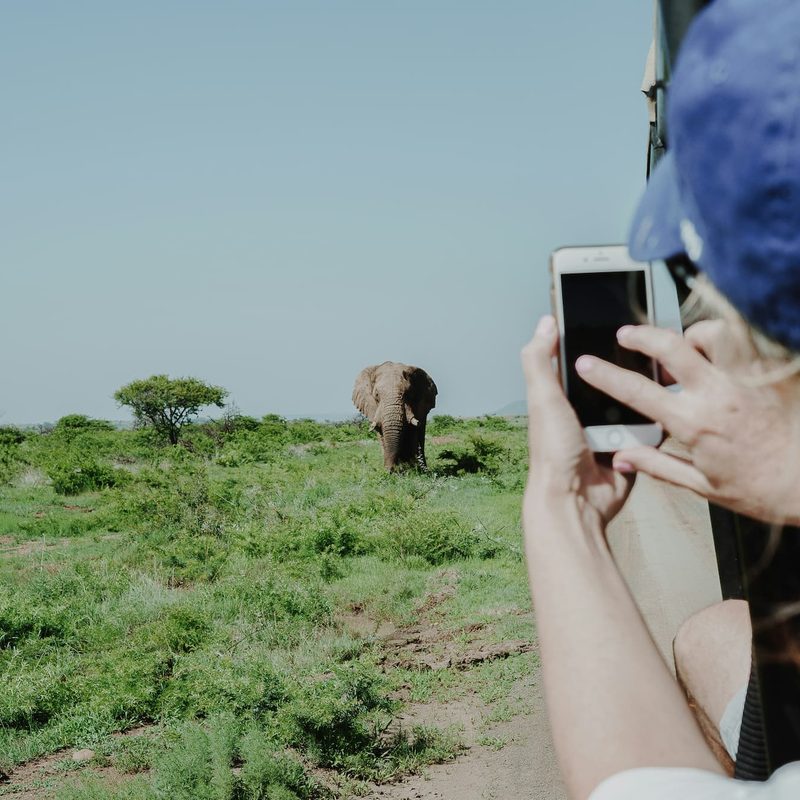 Person holding smartphone taking a photo of an elephant