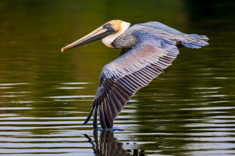 Pelican flying over the waters at Everglades National Park