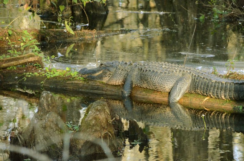 Alligator relaxing on a log at Everglades National Park