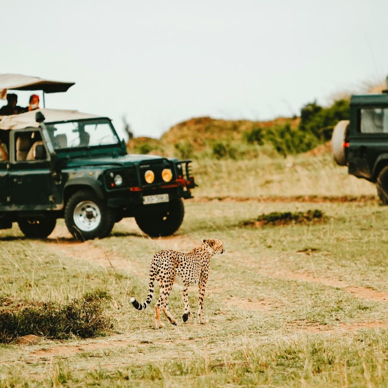 People on a safari taking photos of a leopard
