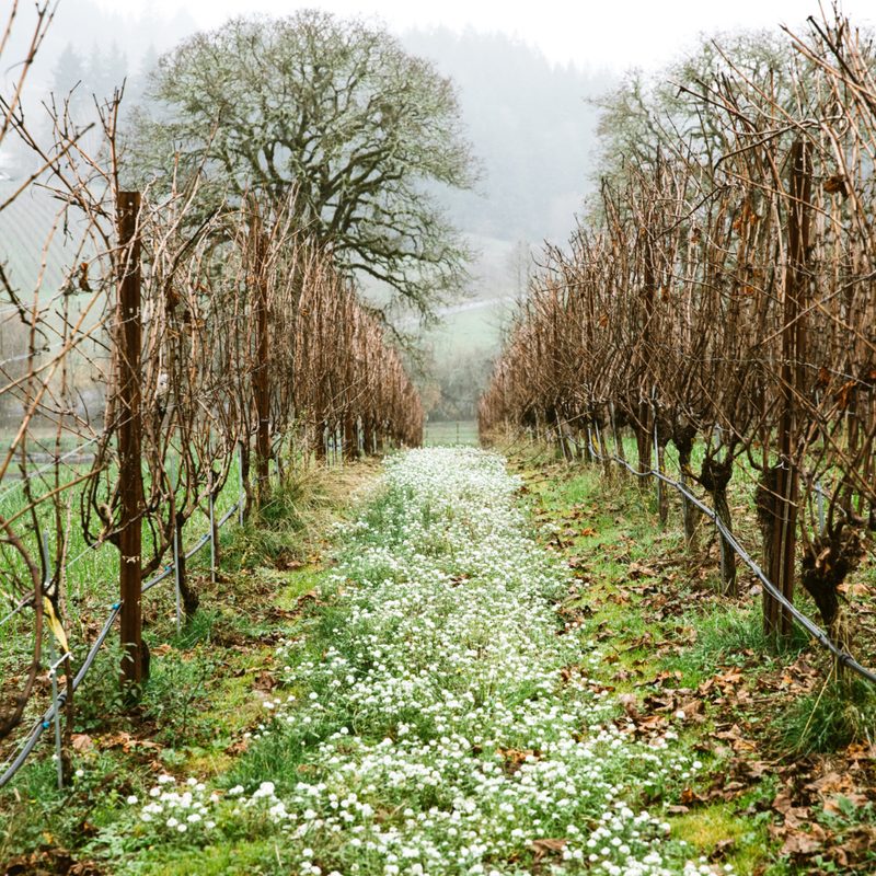 Mineral Springs Vineyard