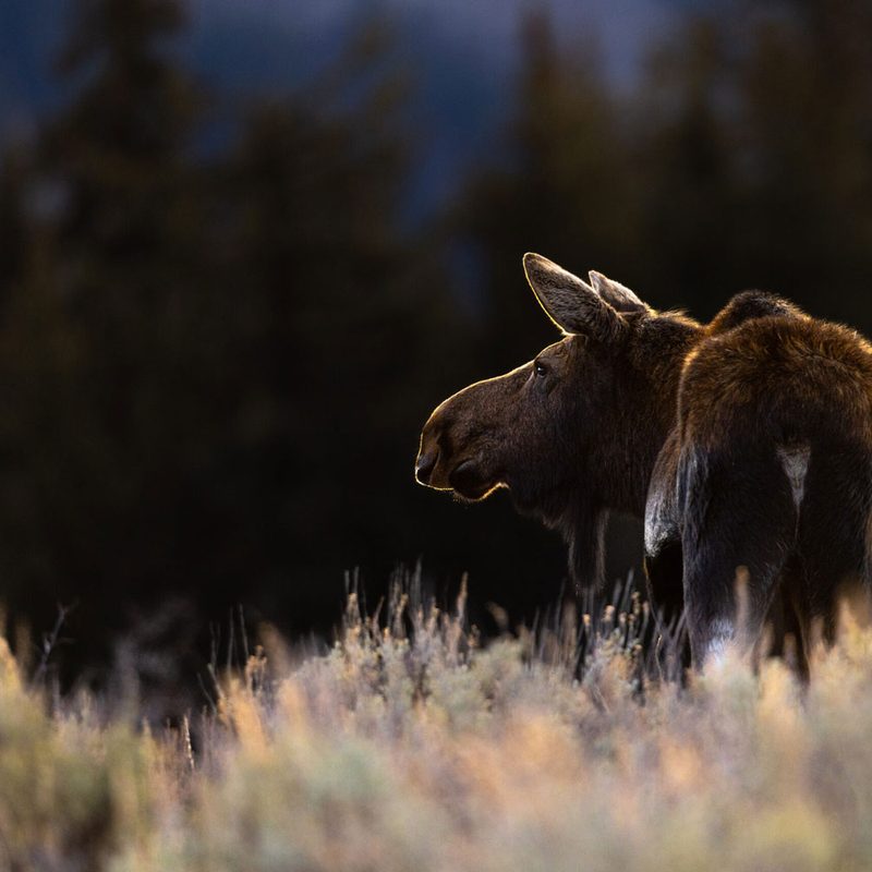A lone moose standing in a field at Parc Omega in Canada