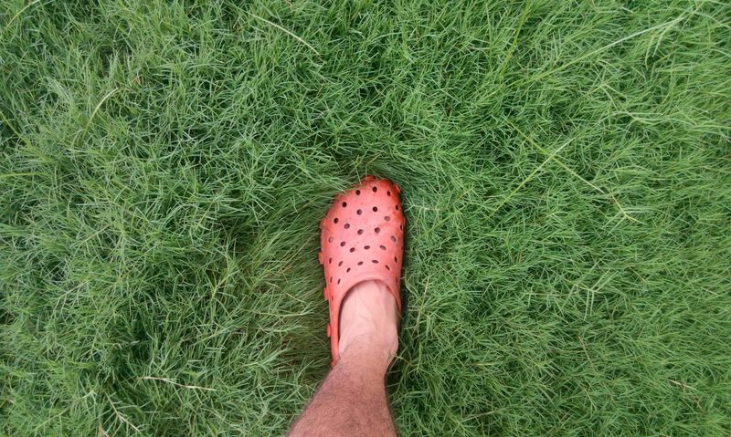 croc shoe