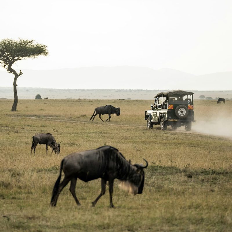 Wildebeest in an open field with a safari car driving past