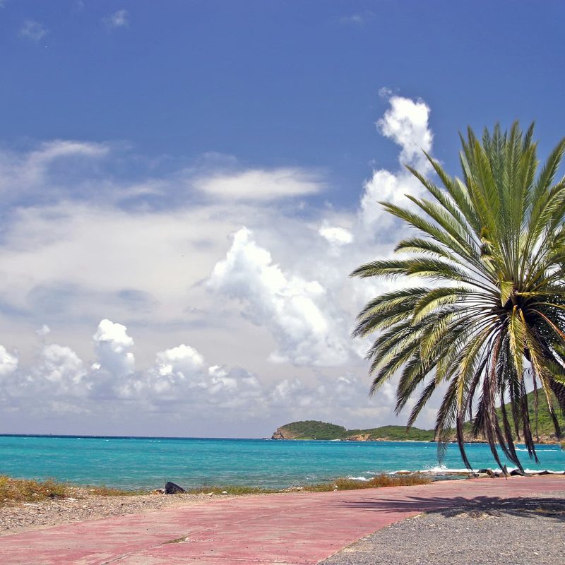 A palm tree on a sandy beach