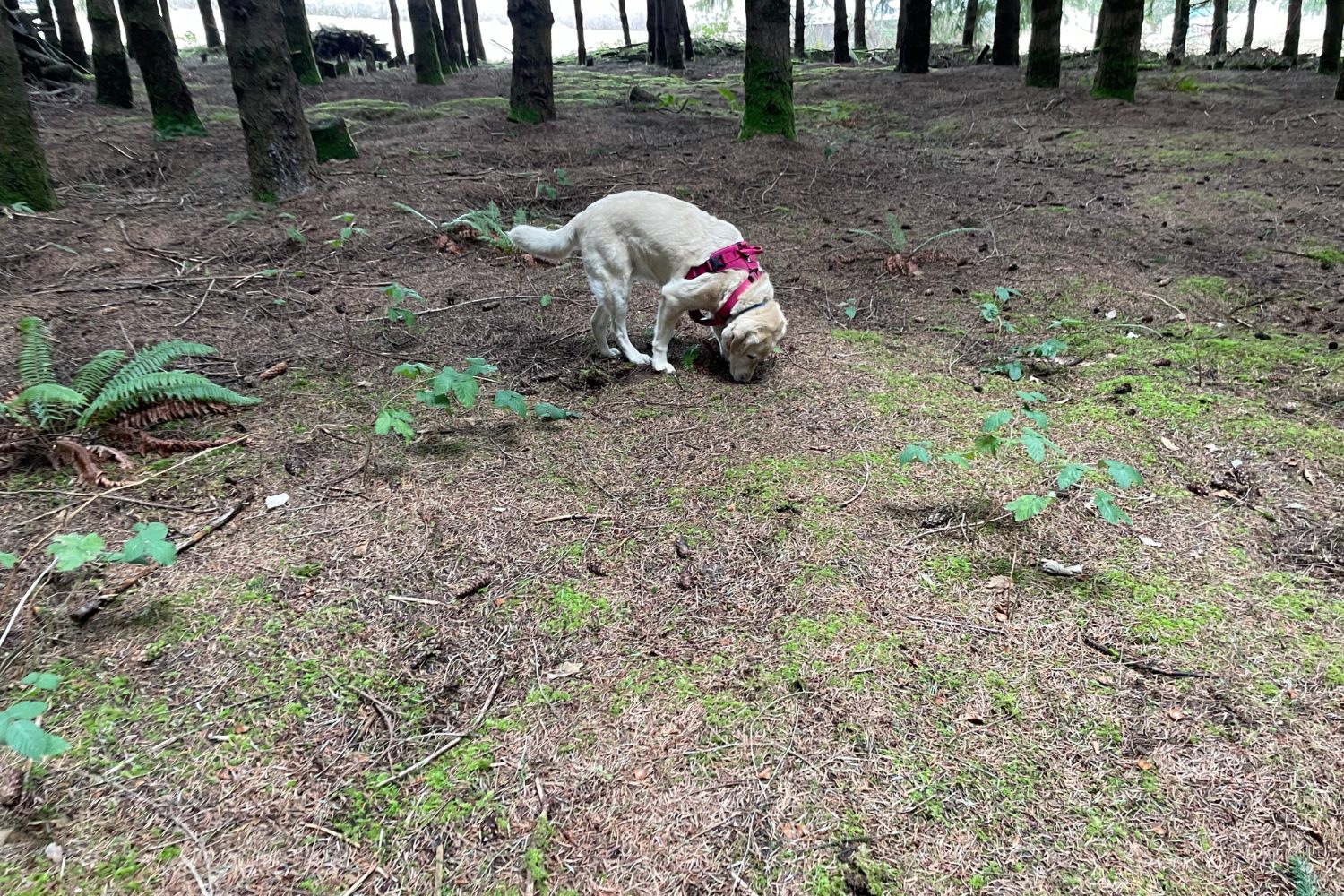 Truffle hunting dog.