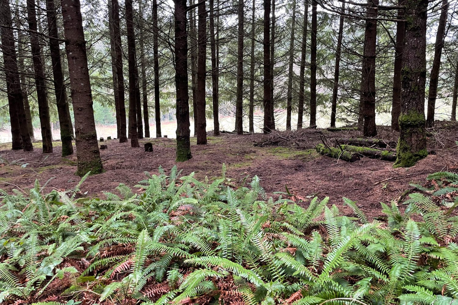 Truffle hunt site.