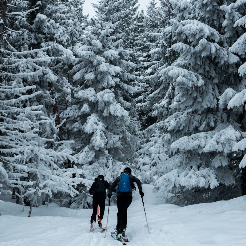 Two people cross country skiing in the snow-covered pine woods
