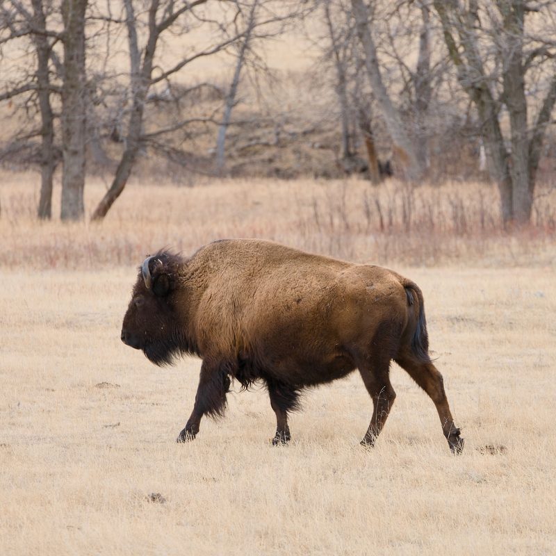 Bison at Custer State Park