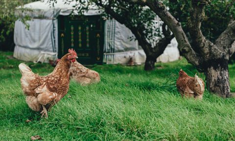 Chickens in the grass in front of a white tent