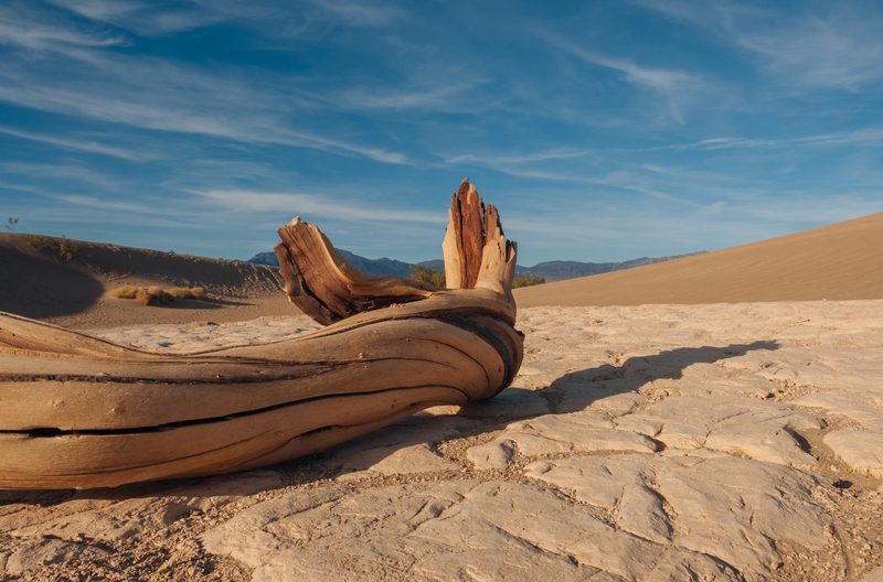 a weathered log on the sand in death valley