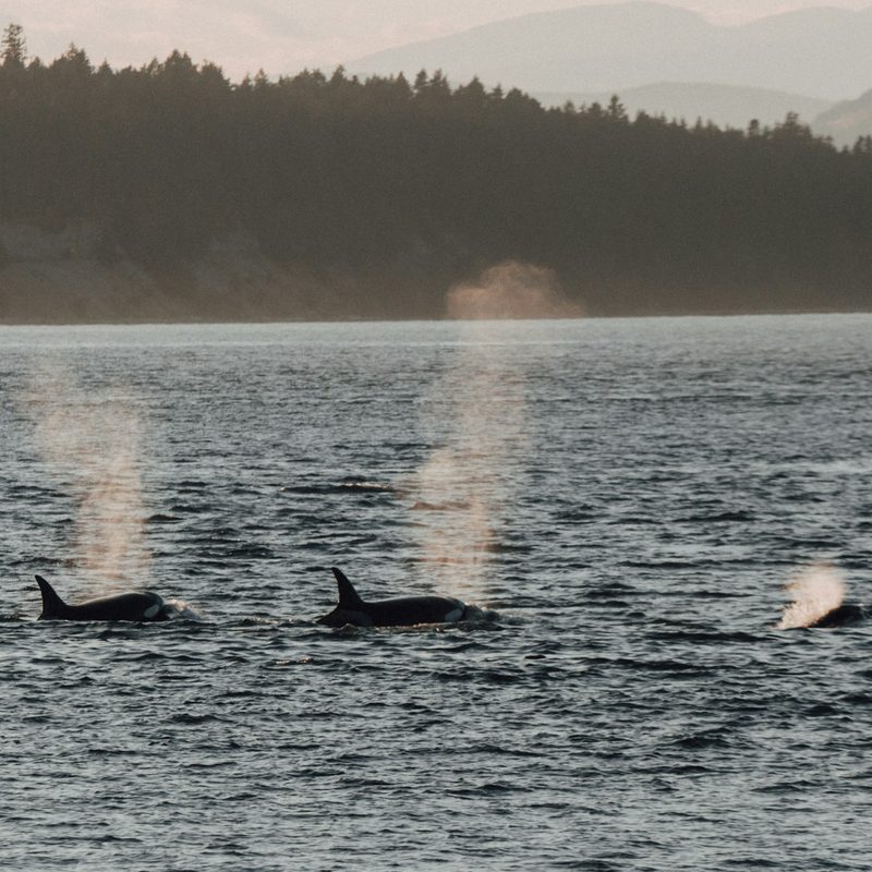 Orcas swimming in the ocean