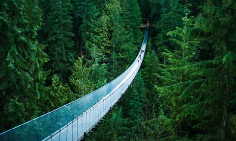 A pictur of the Capilano bridge surrounded by evergreens and empty