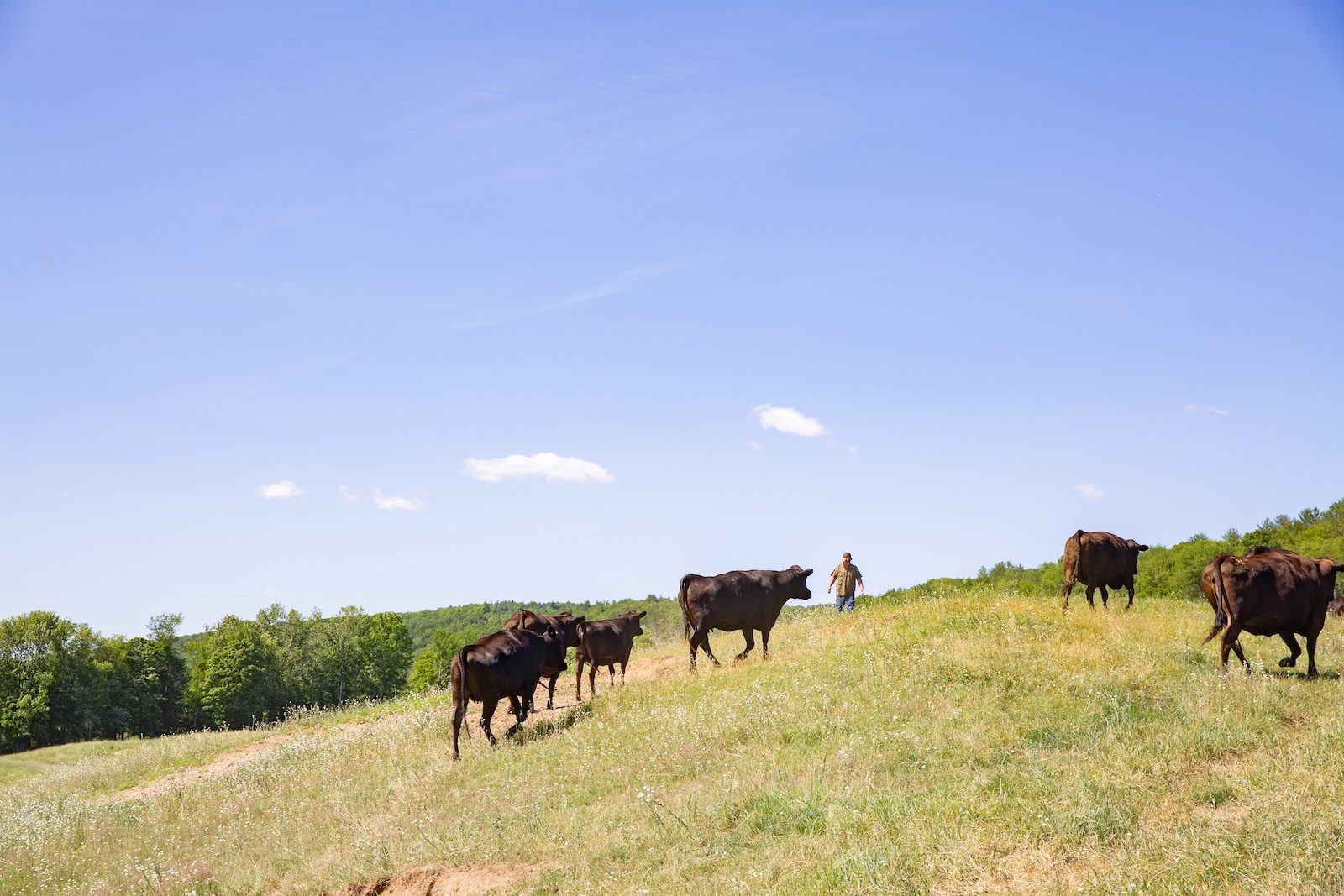 Farm Cattle