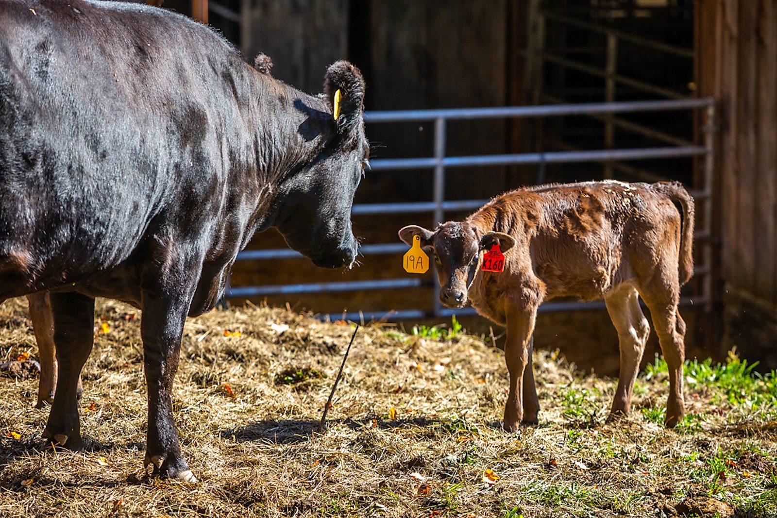 Cows on a farm