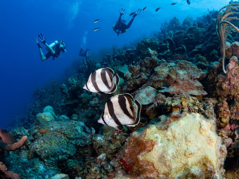 Dive and fish