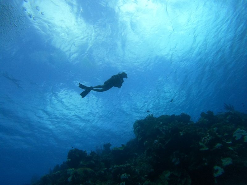 Diver in the water