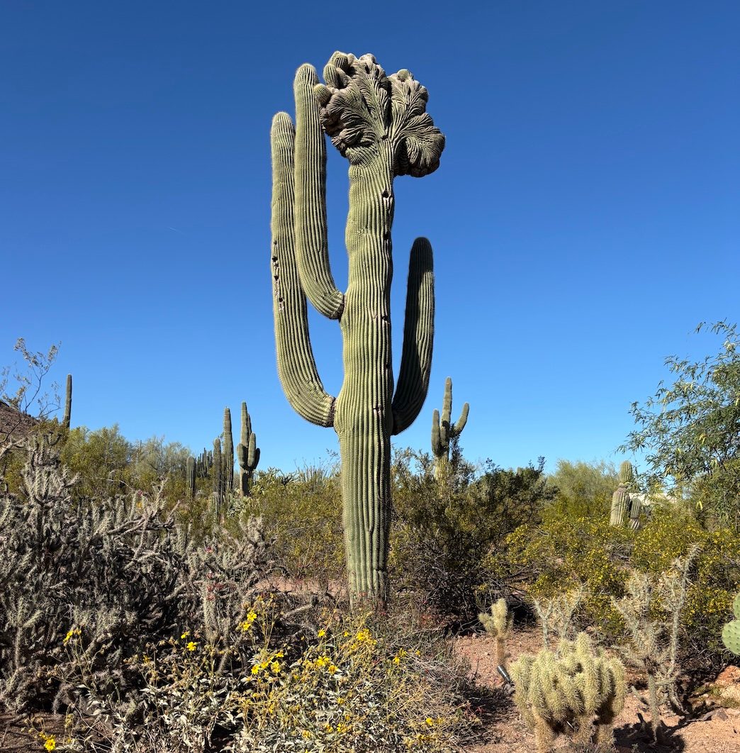 Desert Botanical Garden