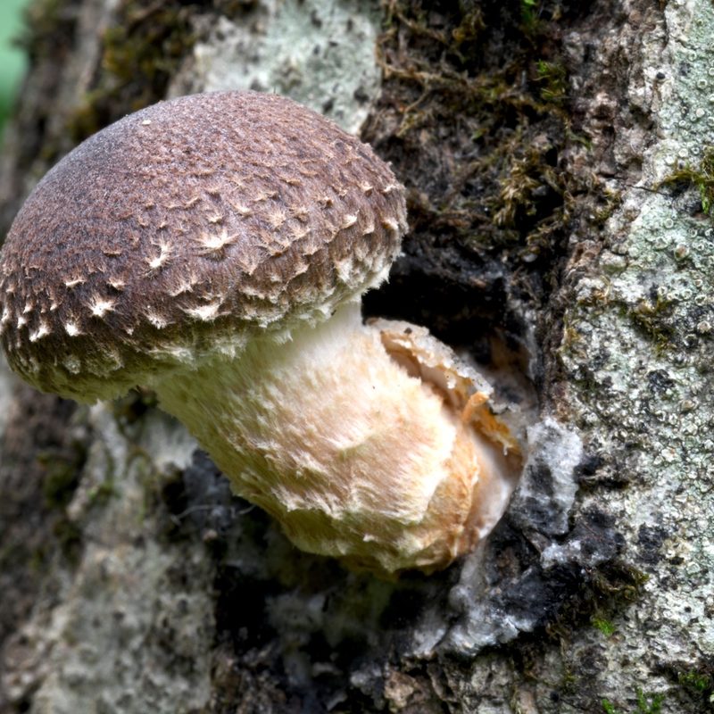 Shittake mushroom