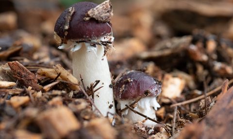 Wine cap mushroom spore