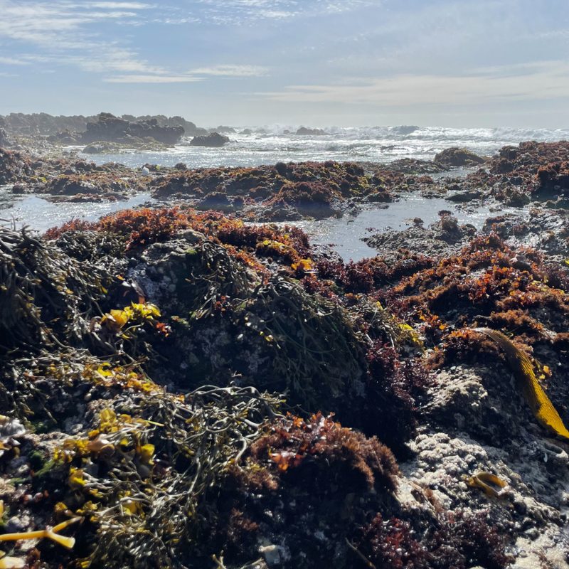 Asilomar State Marine Reserve