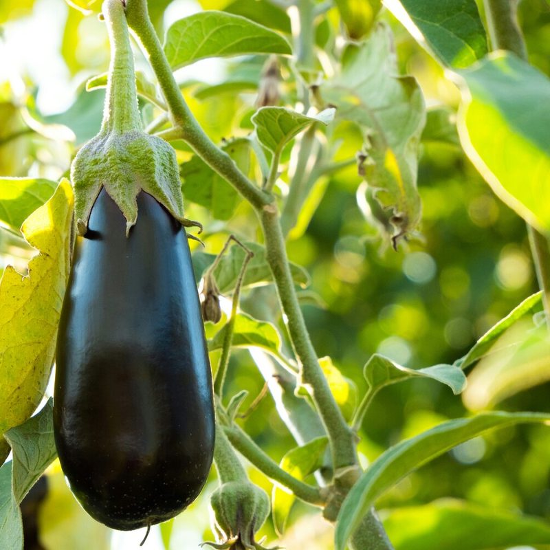 Eggplant.
