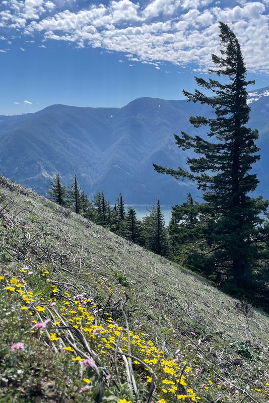 Dog Mountain Trail in Columbia River Gorge.
