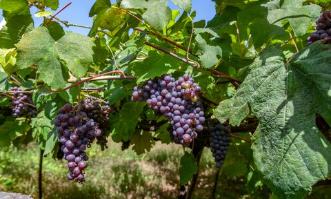 Grapes on the vine