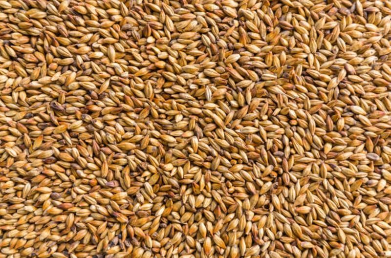 Barley