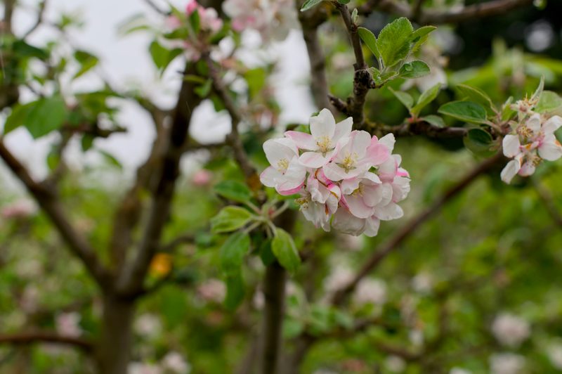 Apple blossoms at Gold Ridge Farms in Bodega Bay, CA