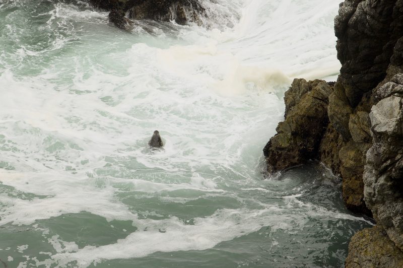 Bodega Head