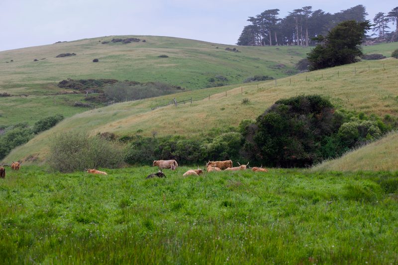A herd of cows in Bodega Bay, CA