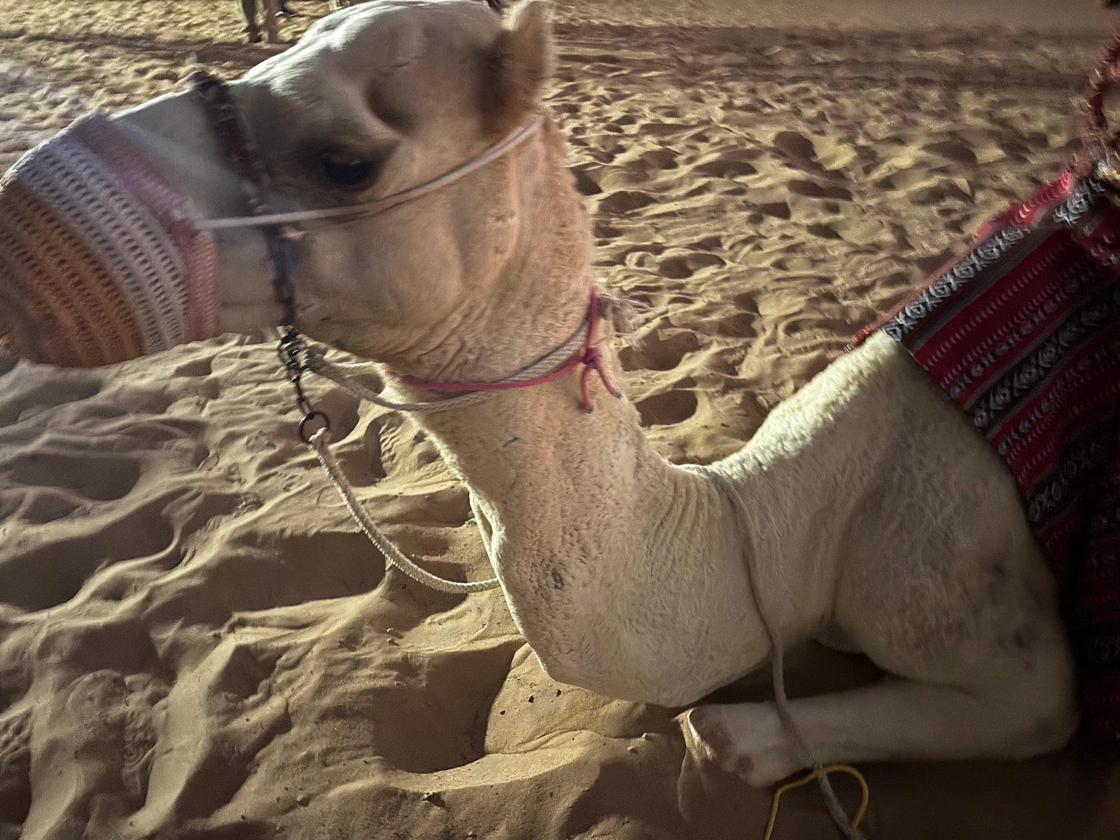 Camel ride