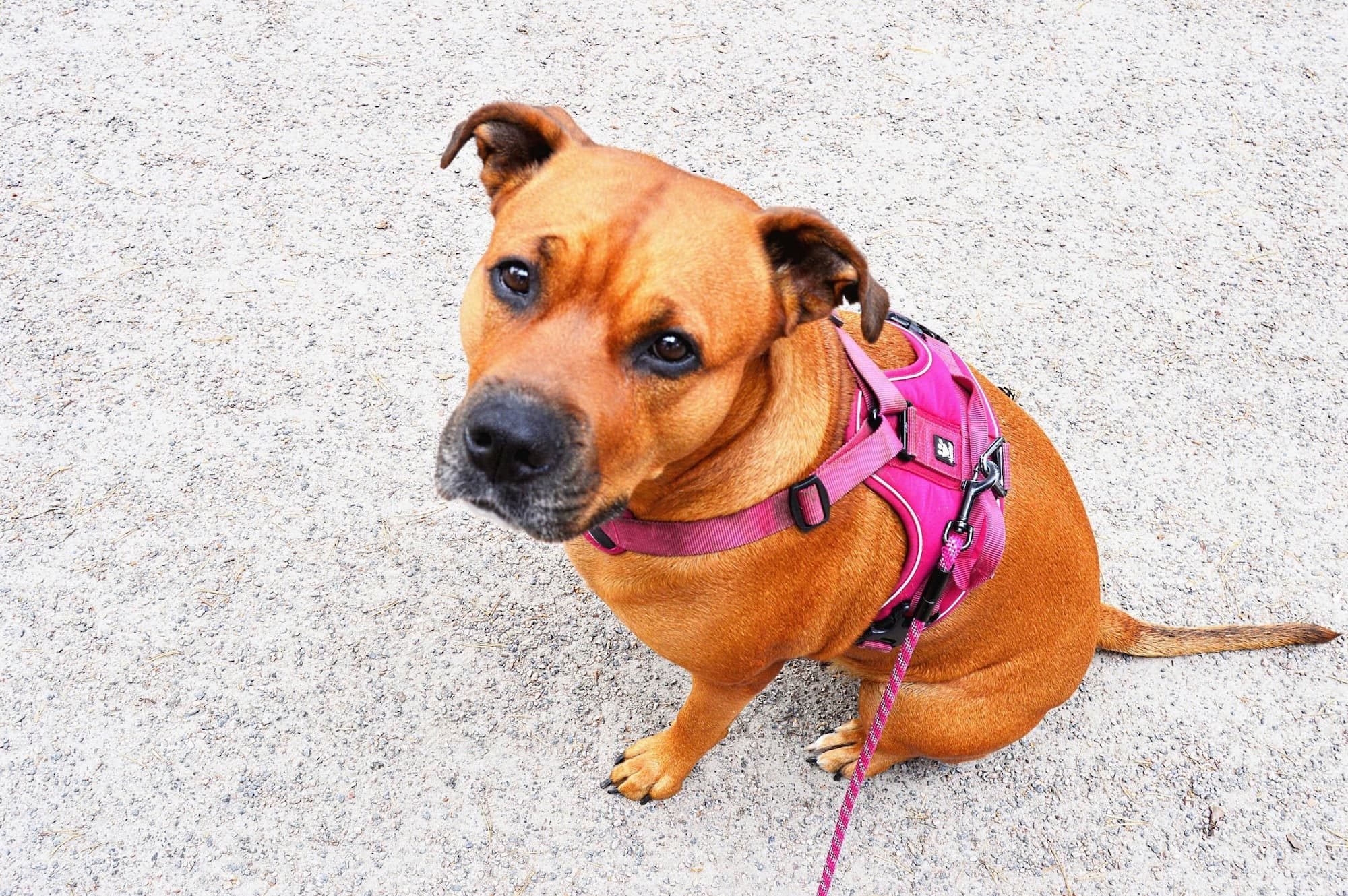 dog with a pink harness