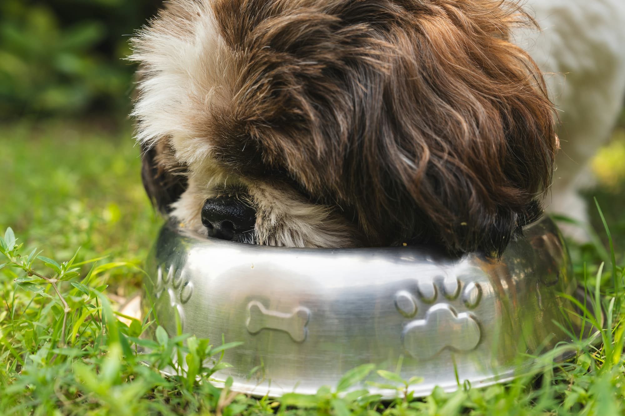 dog eating out of a metal bowl