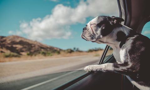 dog hanging head out of car window