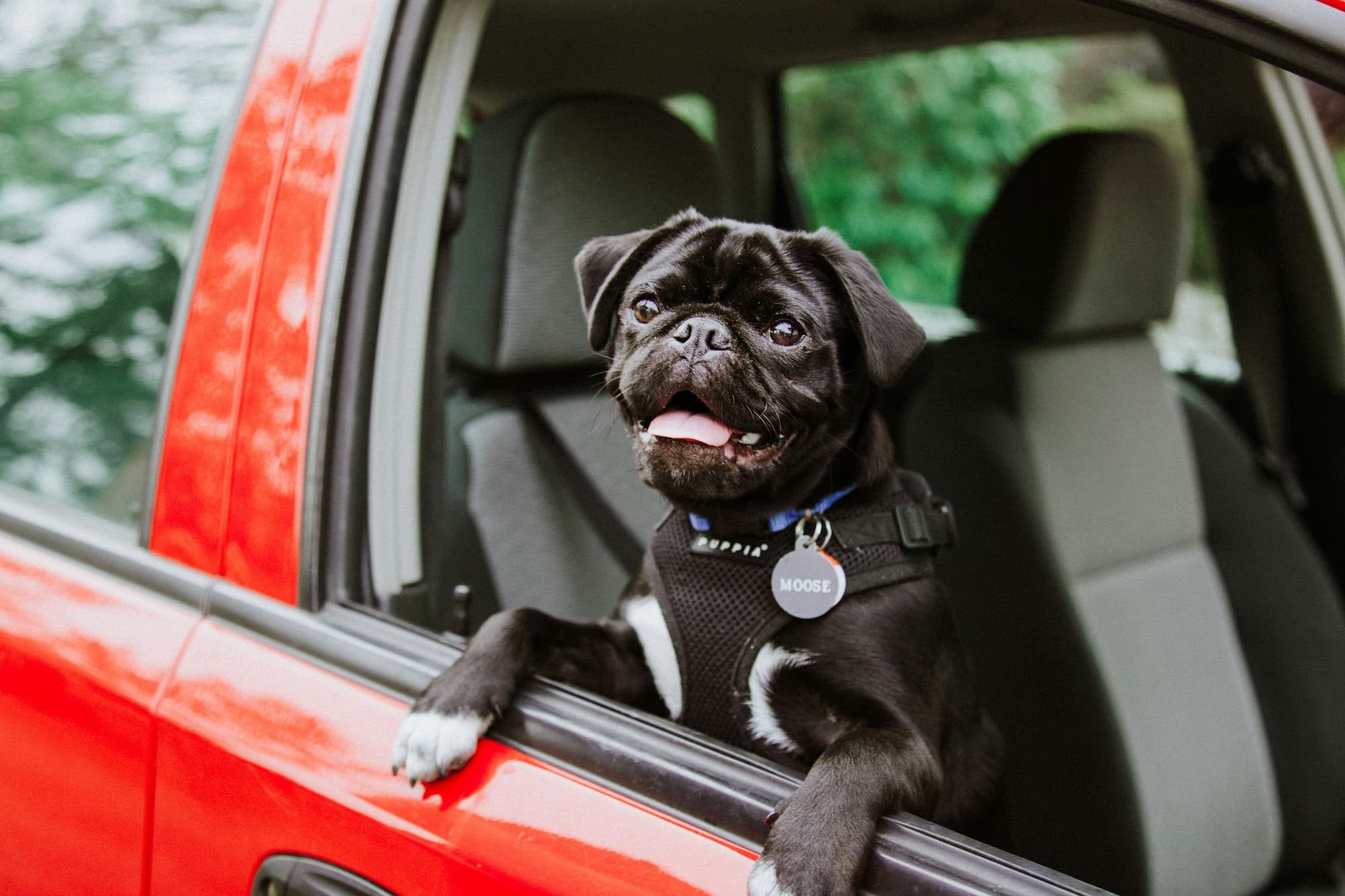 black pug in red car