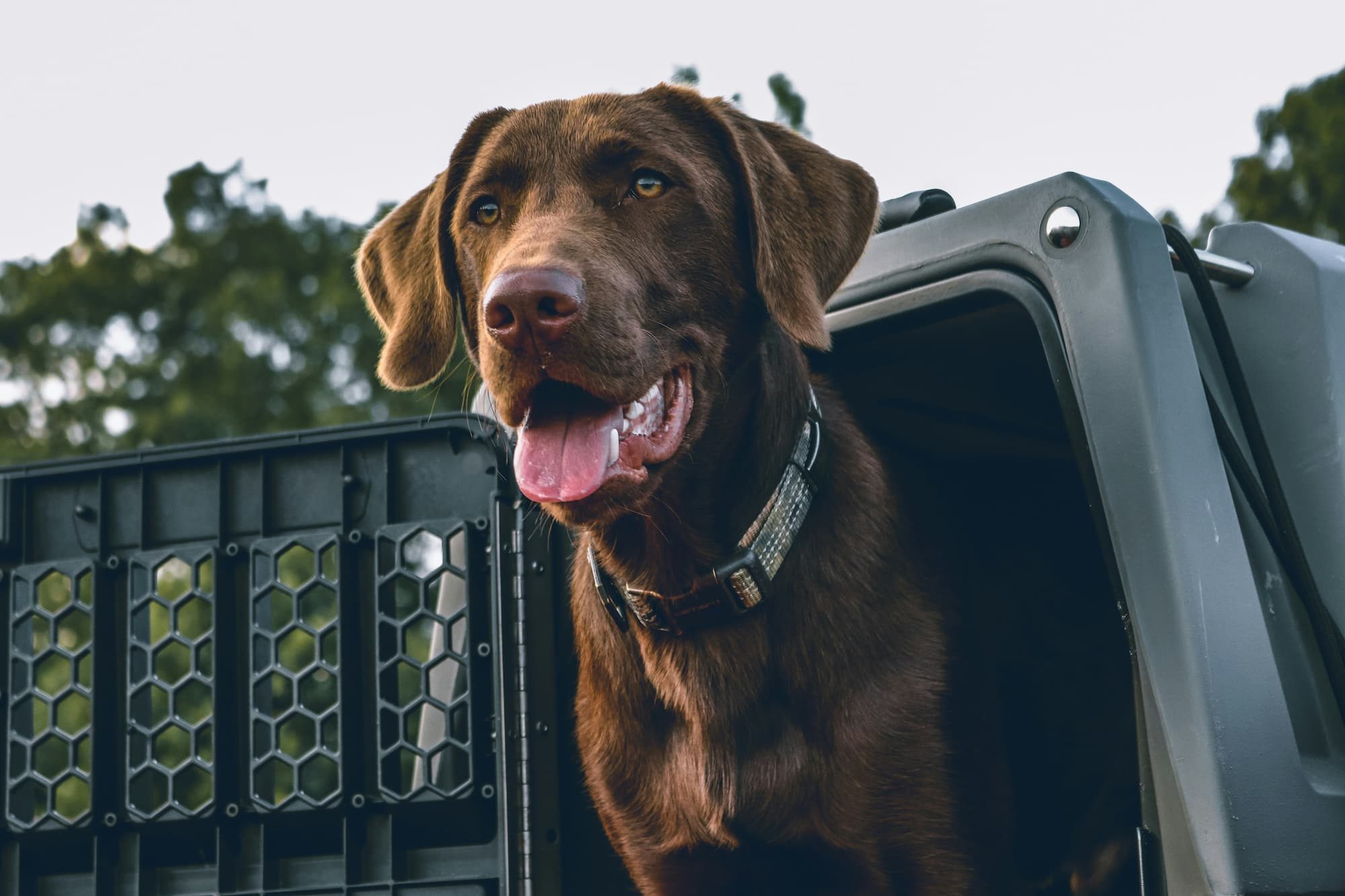 dog in a crate
