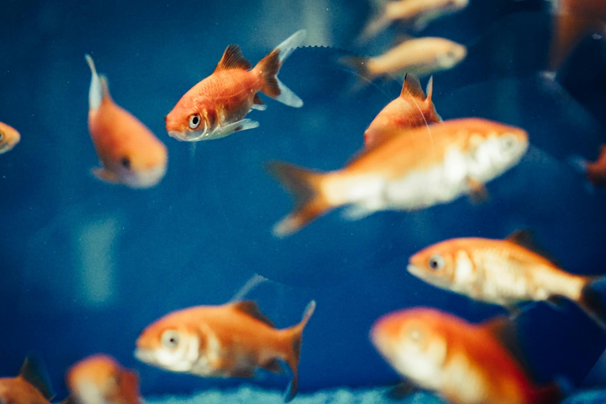 several goldfish swimming in tank