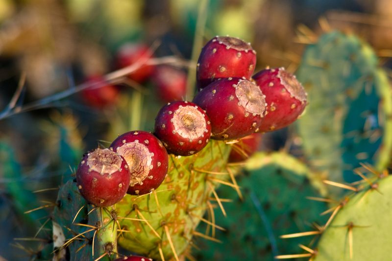 Prickly pear fruit.