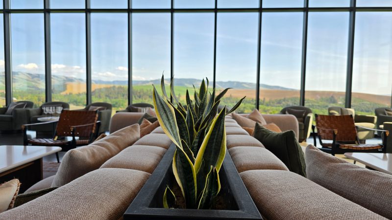 Snake plants next to plush couches by a wall of windows in the Echolands tasting room