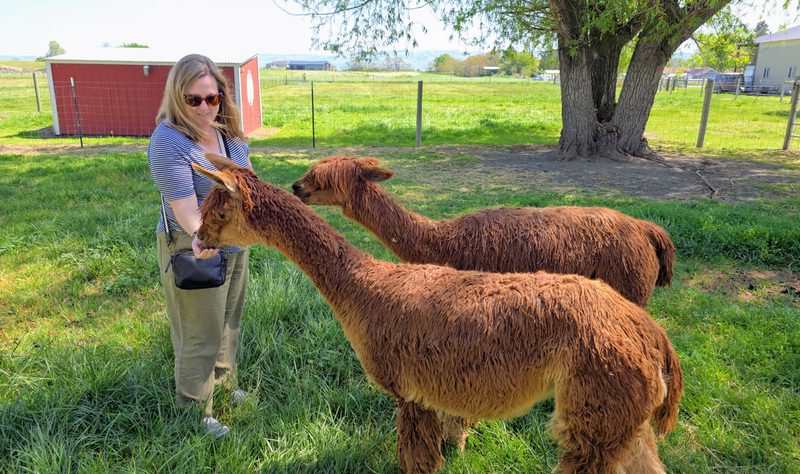 A woman feeding two brown alpacas