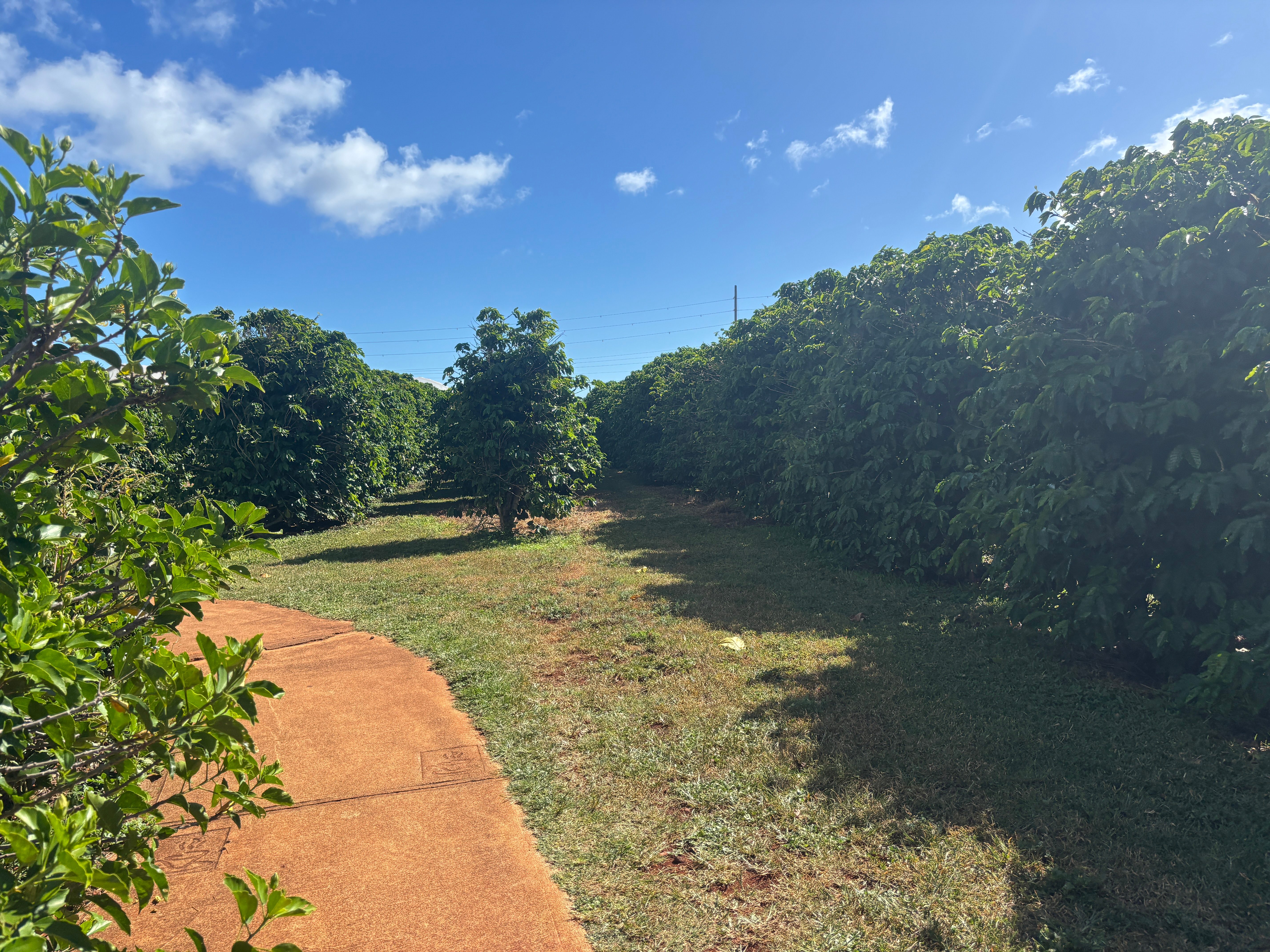 Kauai Coffee Company