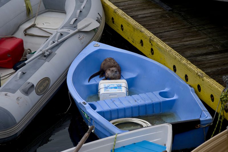 Otter in a little blue boat on Orcas Island