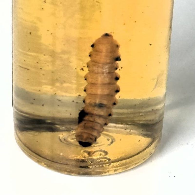 Tequila worm