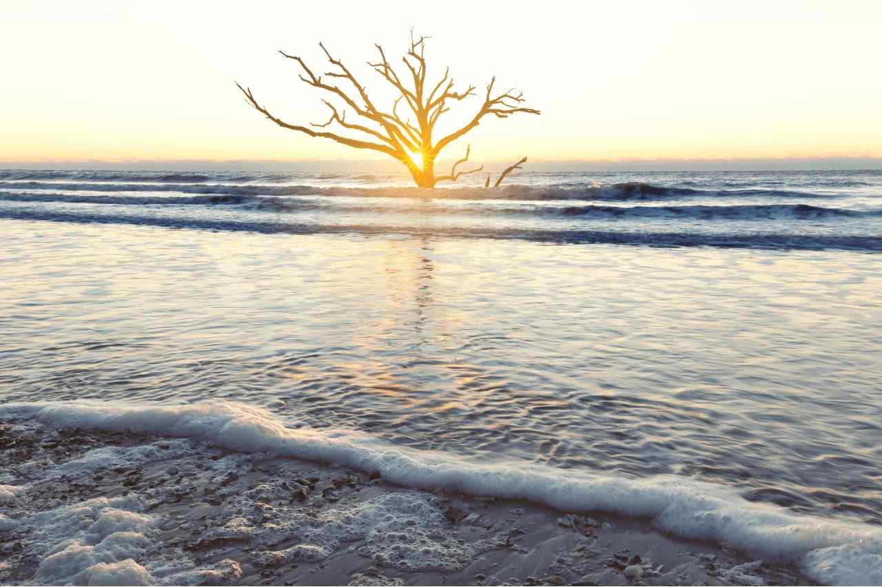 Driftwood Beach