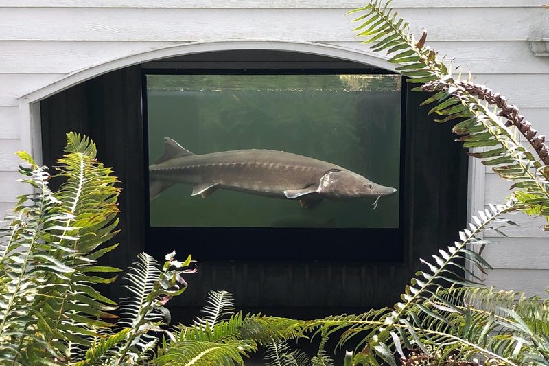 Herman the sturgeon.