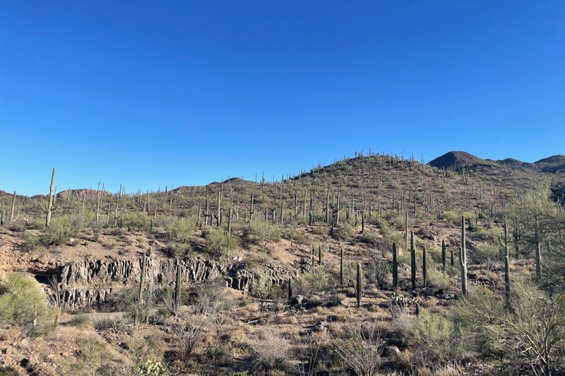 Saguaro National Park.