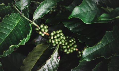 green coffee plant